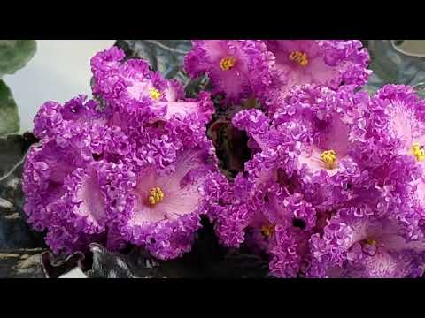 Видео: 21.11.2024./ЕСТЬ НОВИНКИ/Выставка фиалок(МФ) в ноябре 2024#фиалки#выставка#