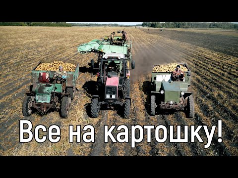 Видео: Все на картошку! Уборка картофеля в Новосибирской области 2022