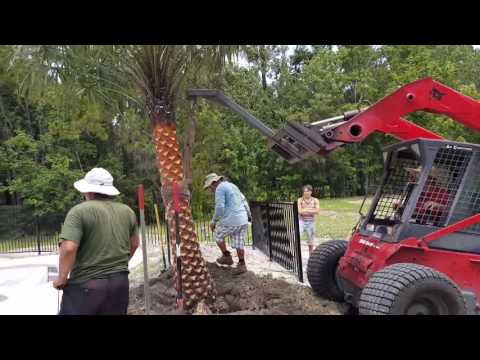 Видео: #56 Сажаем пальмы и травку в Америке...
