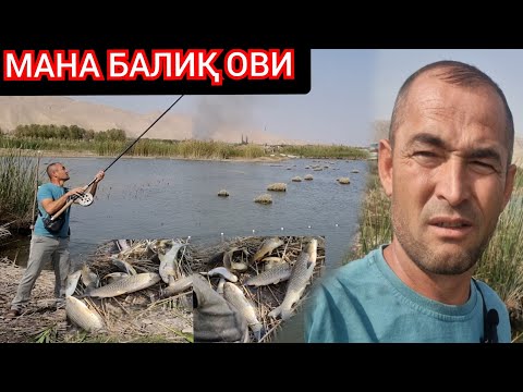 Видео: БАЛИҚ УҒРИСИ УШЛАНДИ