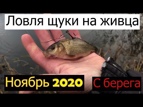 Видео: Ловля щуки на живца с берега. Осенняя рыбалка 2020.Щука в Ноябре.Fishing