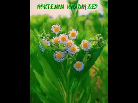 Видео: Көмек Ыбрайұлы. Көктемім келдің бе?