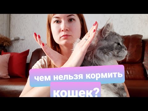 Видео: ЖИЗНЬ С МЕЙН-КУНАМИ/ ЧЕМ КАТЕГОРИЧЕСКИ НЕЛЬЗЯ КОРМИТЬ КОШЕК / РЕЖИМ ПИТАНИЯ