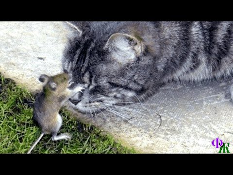 Видео: - Мурзик, я тебя люблю! Только не умирай! - кричал мышонок Тишка, положив лапки на нос лежащему коту