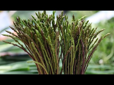 Видео: Сбор лесной Спаржи!24го марта! Aspáragus officinális