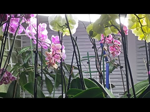 Видео: ДОБРИВА для орхідей 🪴🏵️🌸 Поговоримо 😉🤫