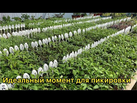 Видео: Пикировка / пересадка рассады томатов. Когда и как пикировать рассаду.