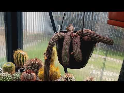 Видео: С наступающим Святым праздником!!!Дарю вам всем красивое цветение моих кактусов..