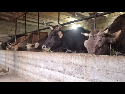 Видео: Номро барой тамос ☎️+992904231223  патоки нав омад  шуведой Оргинал  успед кнен 