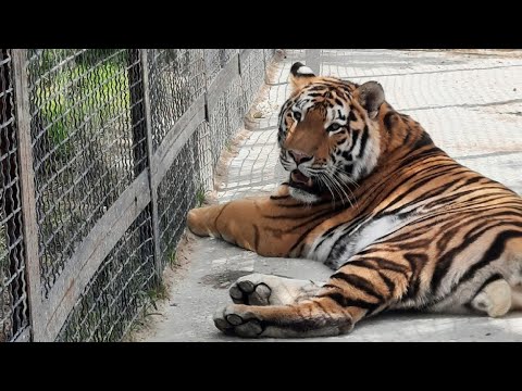 Видео: Малыш на велике наперегонки с тиграми! Парк львов Тайган ❤️ 