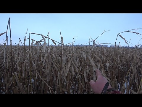 Видео: Охота на кабана в кукурузе с лайками. Сначала подняли секача, потом нарвались на стадо. Boar hunting