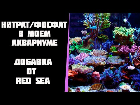 Видео: Нитрат и фосфат в моем морском аквариуме. Добавка red sea reef energy ab+.