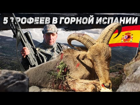 Видео: Горная охота в Испании