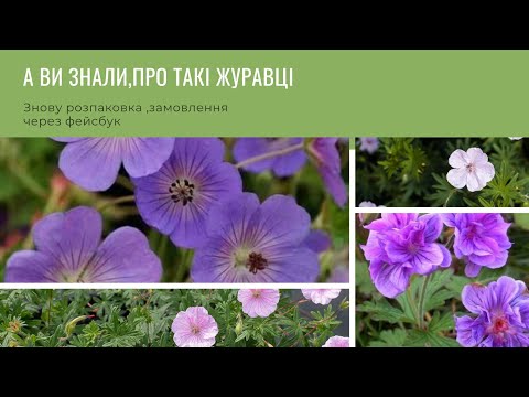 Видео: Розпаковка журавці,та неймовірний міскантус Mysterious Maiden