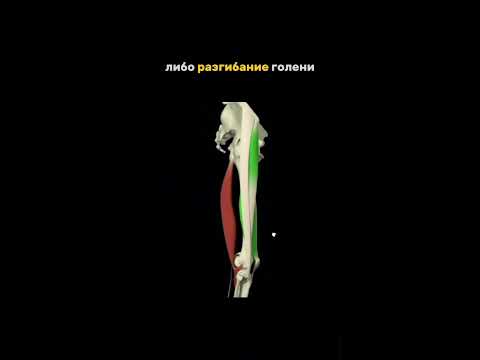 Видео: Мышцы задней поверхности бедра