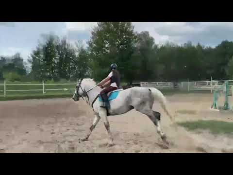 Видео: Продаётся заезженный Мерин ,Орловец. Тел/Whats app: +7-916-403-90-33 Sale of Akhal-Teke horses.