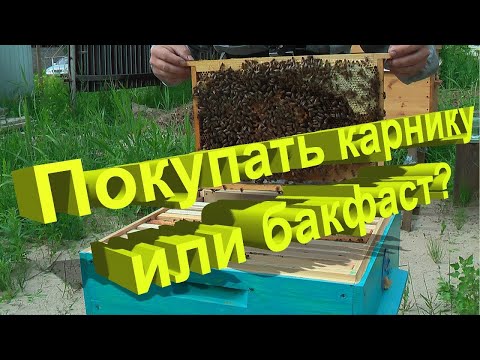 Видео: Профессор Кашковский: Покупать ли карнику и бакфаст?