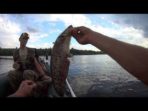 Видео: Ловля СОМА НА КВОК.  Квочение СОМА на реке СОЖ. Помогли рыбакам.   Рыбалка в БЕЛАРУСИ.