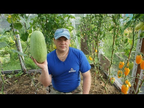 Видео: Арбуз привитый на тыкву,дегустация 2019г.