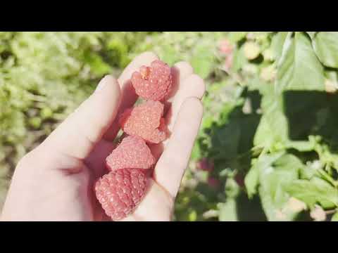 Видео: малина Рафікі, Кларітта Полонез, Белла. Перше плодоношення