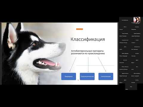 Видео: 07.06.22 "Применение антибиотиков в практике. Новое слово в лечение серьезных инфекций у животных"