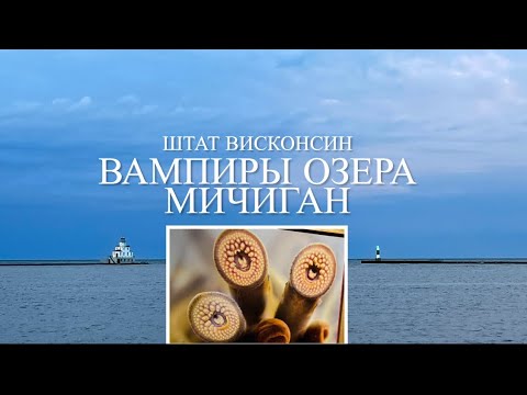 Видео: Вампиры озера Мичиган. 😳