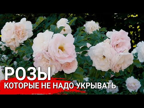 Видео: Розы, которые не надо укрывать | Парковые розы - 100% зимостойкость