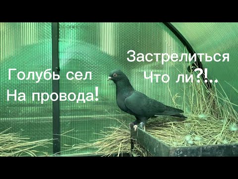 Видео: Голубь сел на провода! Застрелиться что ли?!…