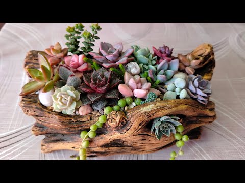Видео: Садик - композиция из суккулентов. #succulent #эхеверии #композиция 