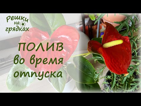 Видео: Как поливать цветы во время отпуска