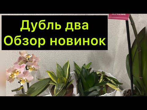 Видео: Дубль два!  / ￼обзор новинок / Распаковка посылки с растениями ￼