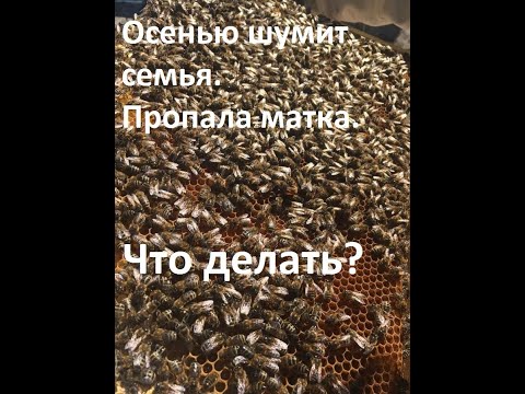 Видео: Семья зашумела осенью Погибла матка Что делать