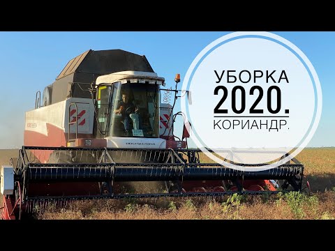Видео: Уборка 2020 продолжается. Убираем кориандр.