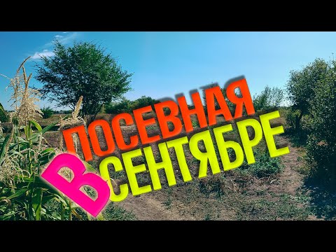 Видео: Посевная в сентябре