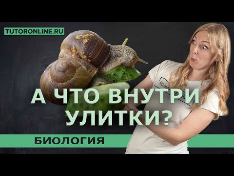 Видео: А что внутри УЛИТКИ? | Биология TutorOnline