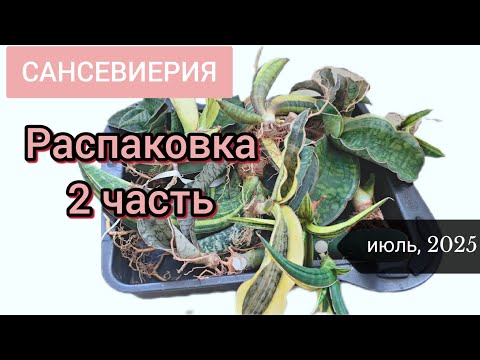 Видео: Обзор новых сансевиерий из Тайланда. Полная распаковка редких санс в мою коллекцию. #sansevieria
