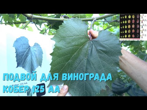 Видео: Подвой для винограда Berlandieri × Riparia Kober 125 АА.