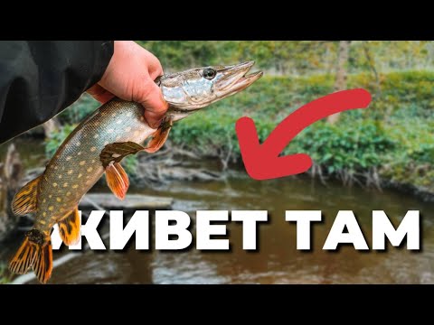 Видео: ОКУНЬ И ЩУКА на микроджиг. LEECH - СДЕЛАЛ РЫБАЛКУ! Осенний спиннинг на малой реке.