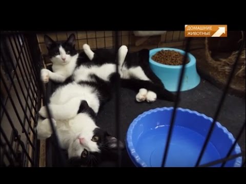 Видео: "Муркоша" в программе "Бюро находок"