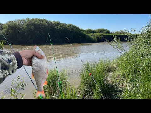 Видео: Река Нура.. Рыбалка на “Язь” #язь #нура #судак #рыбалка #рыба #рыбалкаиохота #рыбак #рыбалке #лайк