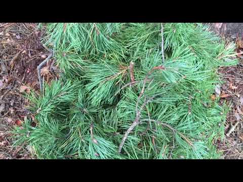 Видео: 🍂 Магнолия. Эффективное укрытие на Зиму. 🍂