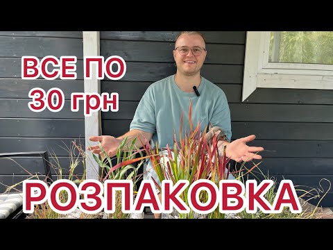 Видео: Бюджетна розпаковка злакових рослин по 30 грн!