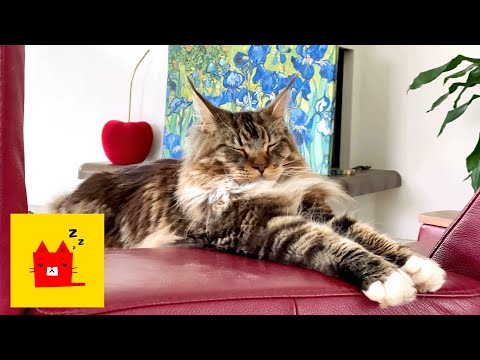 Видео: Кошачьи эмоции. Это надо видеть! 2К