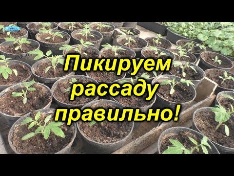 Видео: Как правильно пикировать томаты - все тонкости и нюансы! Когда и как нужно пикировать рассаду.