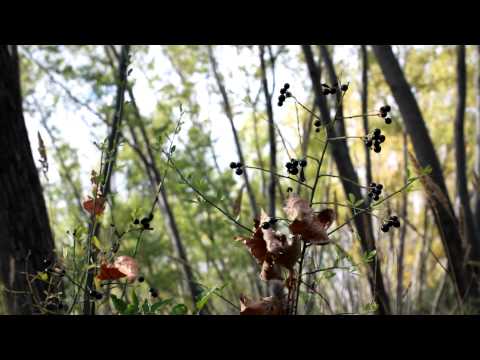 Видео: Таня Паскова и Zvezdaka - ЗА ТЕБ, РОДИНО МОЯ