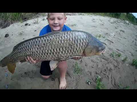 Видео: Обь, рыбалочка на сазанов, 2023