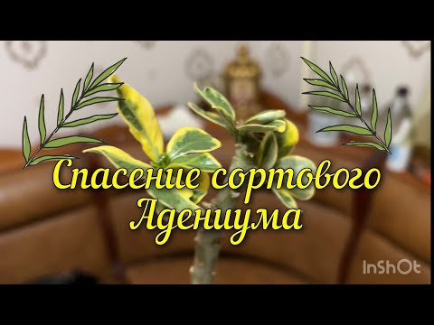 Видео: Реанимация адениума 🌱.