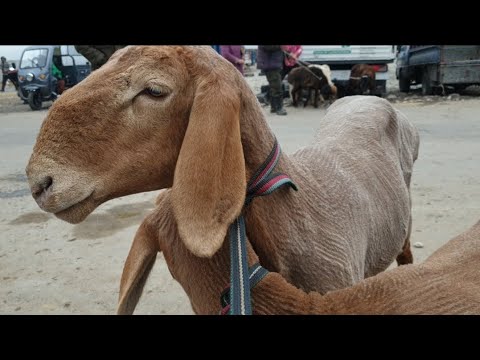 Видео: кыргызситан Бешкек соклик бозори zakaz uchun  95 663 44 74 v 93 220 44 73