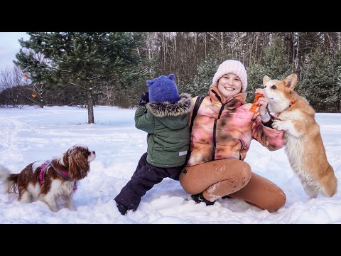 Видео: Снежное приключение с собаками. 2 декабря