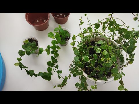Видео: Комнатные растения 🌿/ Мелколиственные фикусы/